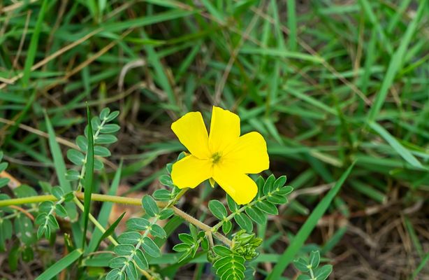 beneficios Tribulus Terrestris